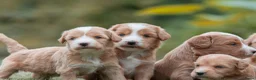 Kruising honden te koop:  Prachtige rood/apricot Medium Doodle pups  - Advertentie 2