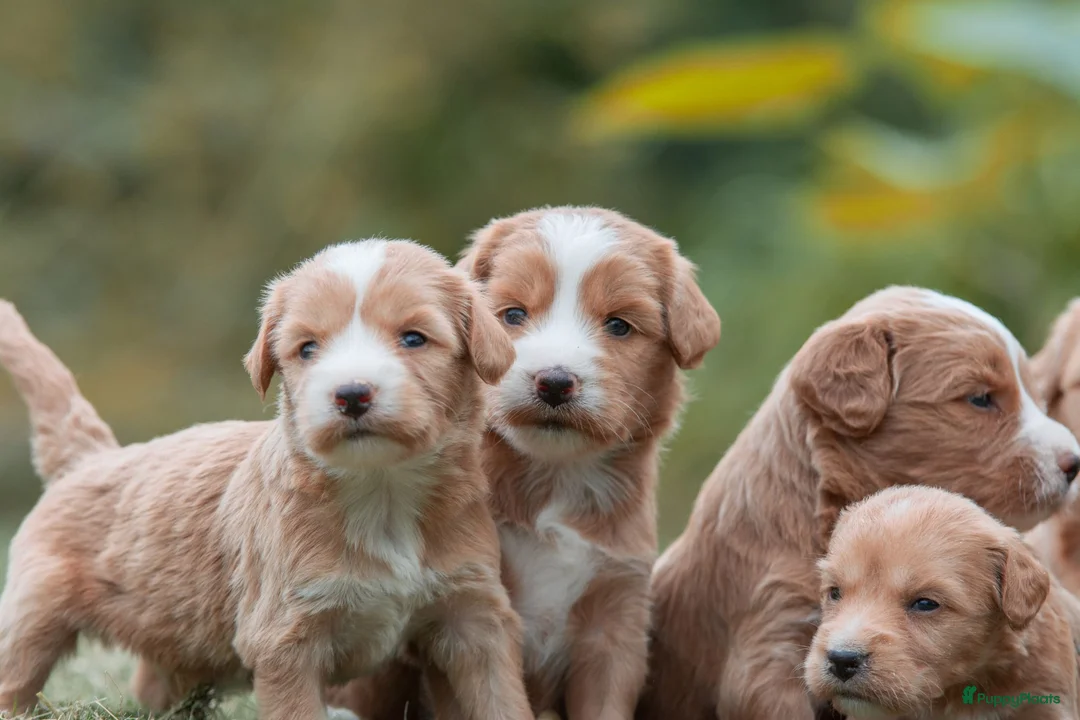 Kruising honden te koop:  Prachtige rood/apricot Medium Doodle pups  - Advertentie 2
