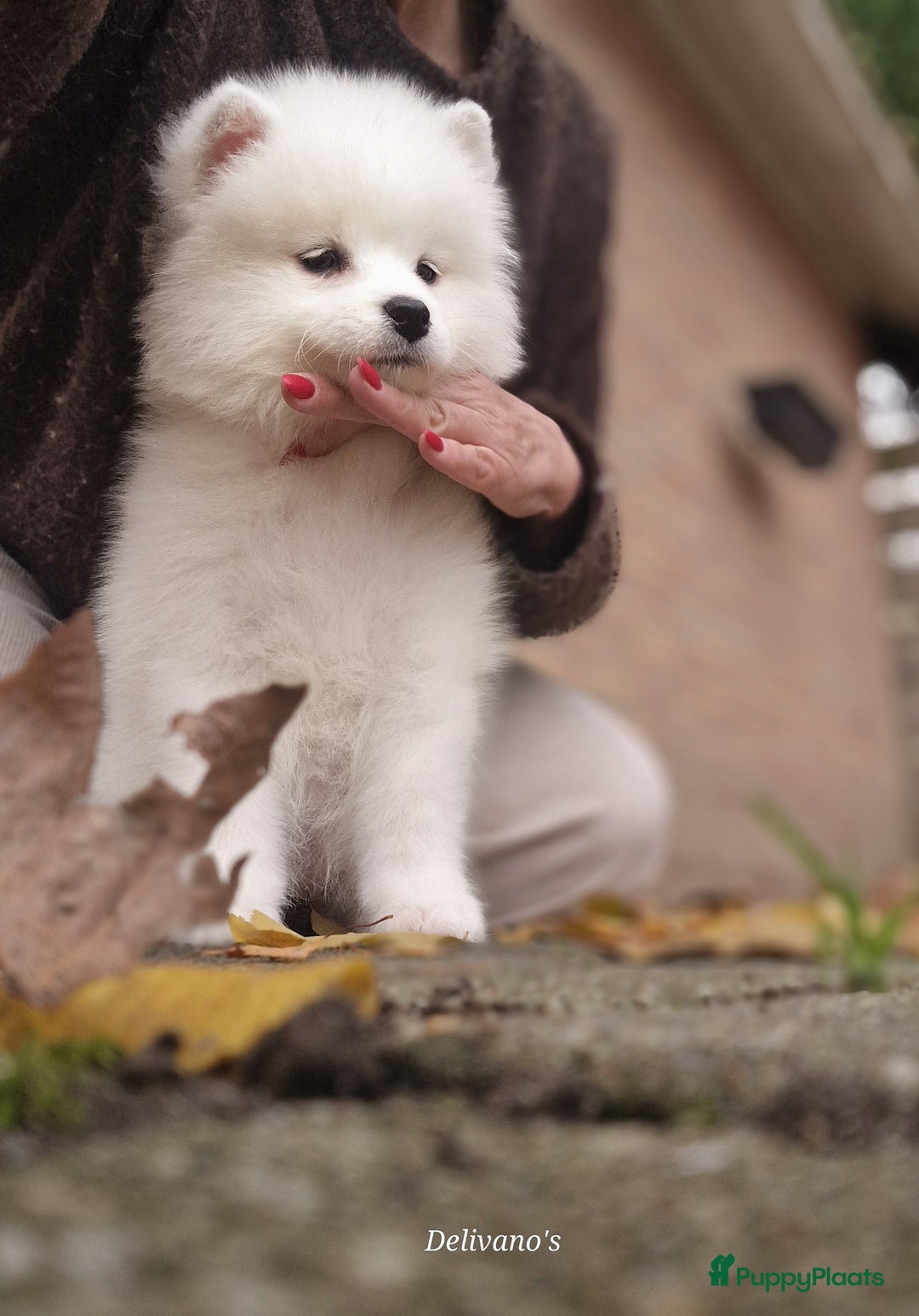Samojeed honden te koop: Lief Samojeed meisje beschikbaar  - Advertentie 12