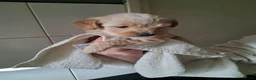 Labradoodle honden te koop: mooie puppy,s labradoodles 1 teefje en 3 reutjes - Advertentie 5