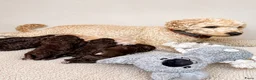 Maltipoo honden te koop: Maltipoo  - Advertentie 1