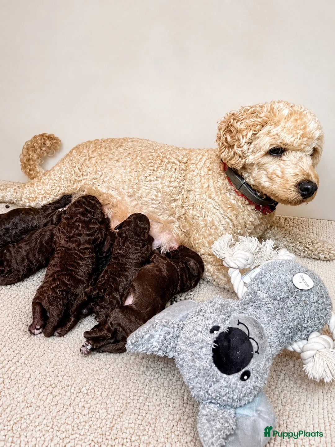 Maltipoo honden te koop: Maltipoo  - Advertentie 1