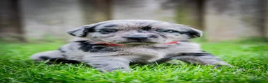 Kruising Puppy 5