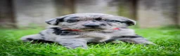 Kruising honden te koop: Aussiedor pups (Australian Shepherd x Labrador) - Advertentie 6