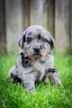 Kruising Puppy 5