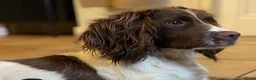 Engelse Springer Spaniel honden te koop: Engelse Springer Spaniël pups - Advertentie 10