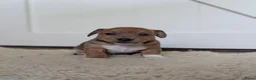 Jack Russel Terriër honden te koop: Nog 1 uniek gekleurd teefje - Advertentie 11