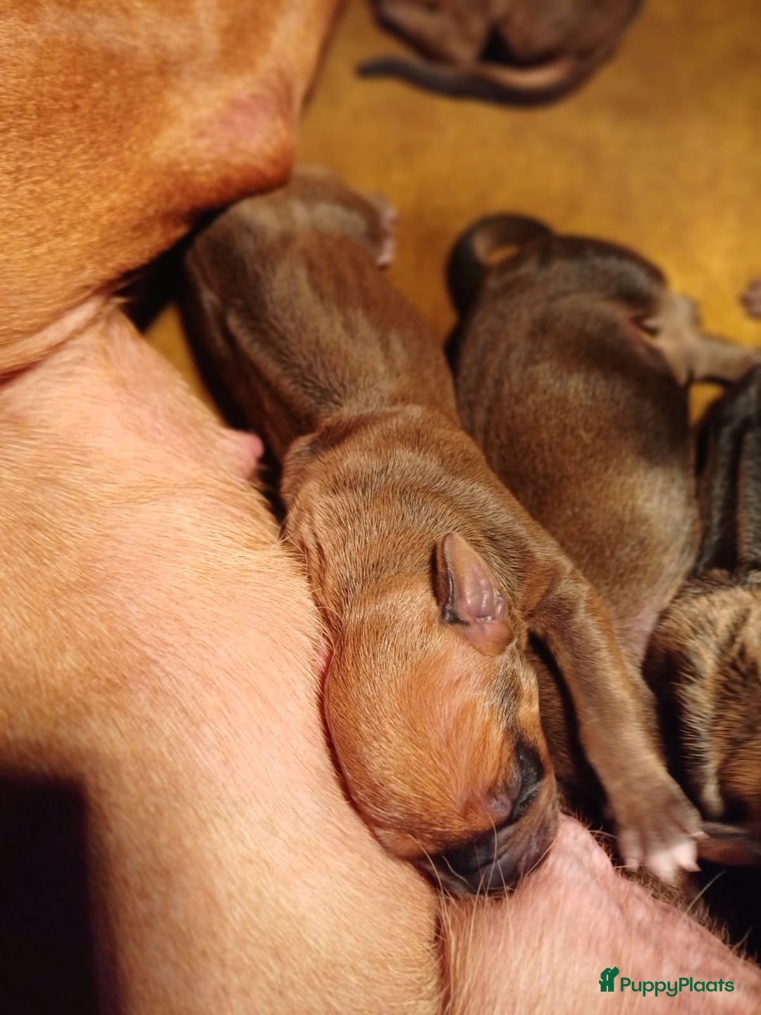 Rhodesian Ridgeback honden te koop: Rhodesian Ridgeback  - Afbeelding 8