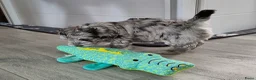 Kruising honden te koop: Prachtige pups - Advertentie 8