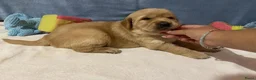 Golden Retriever honden te koop: Golden Retriever pups - Advertentie 5