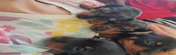 Dwergpinscher honden te koop: Schattige Dwergpinscher - Advertentie 7