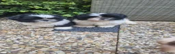 Shih Tzu honden te koop: Raszushih tzu pupsverkocht in okt weer een nestje  - Advertentie 12