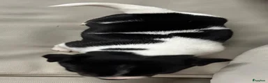 Tricolor zwartwit teefje