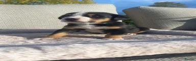 Grote Zwitserse Sennenhond Puppy 3