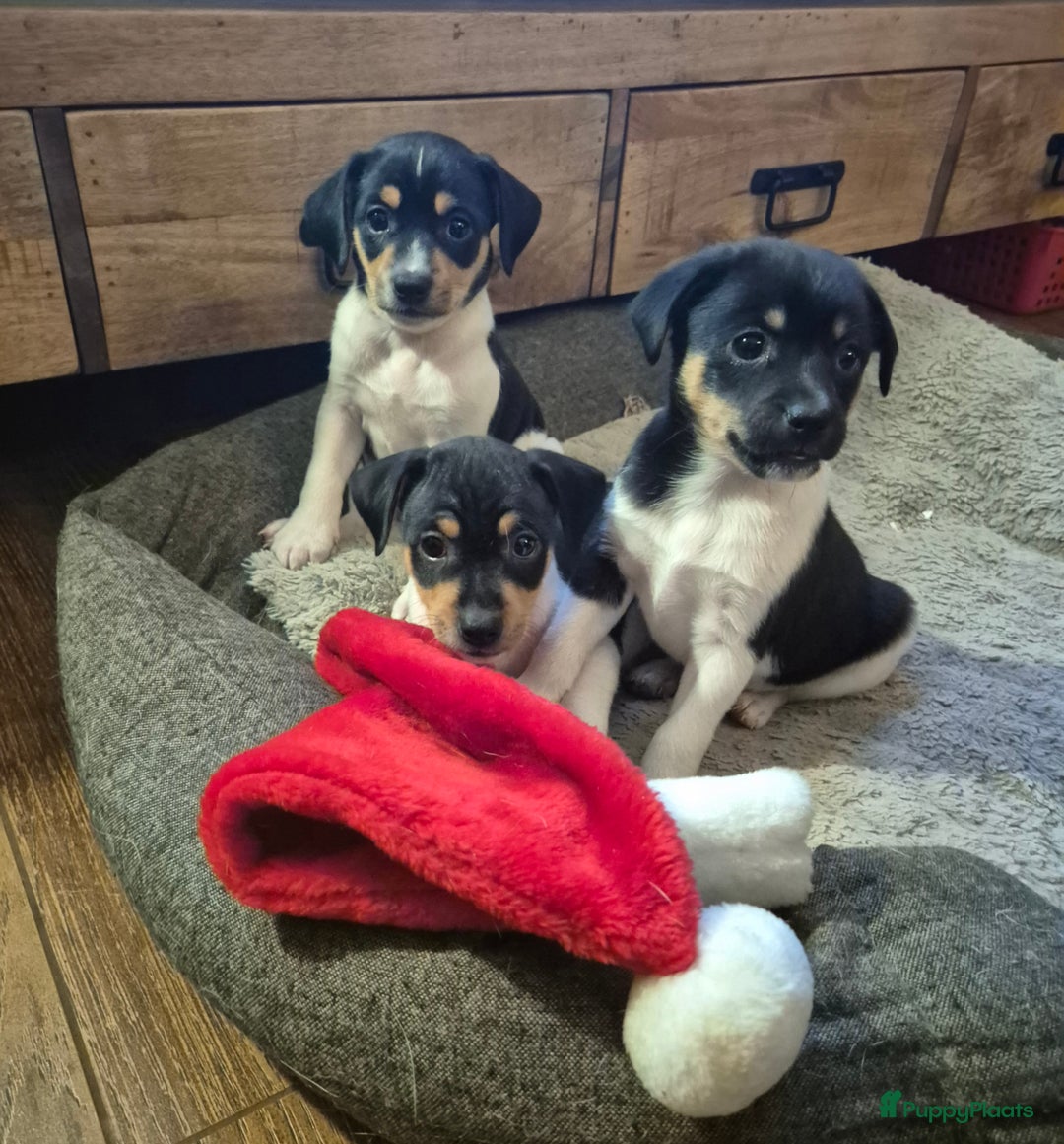 Kruising honden te koop: Boerenfox puppy's  - Advertentie 1