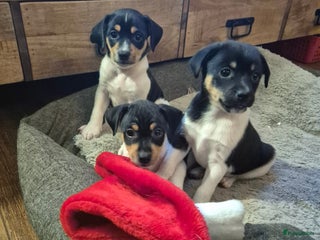 Kruising honden Boerenfox puppy's - Advertentie 5