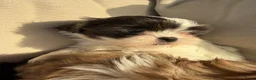 Kruising honden te koop: Prachtige boomer pups  - Advertentie 13