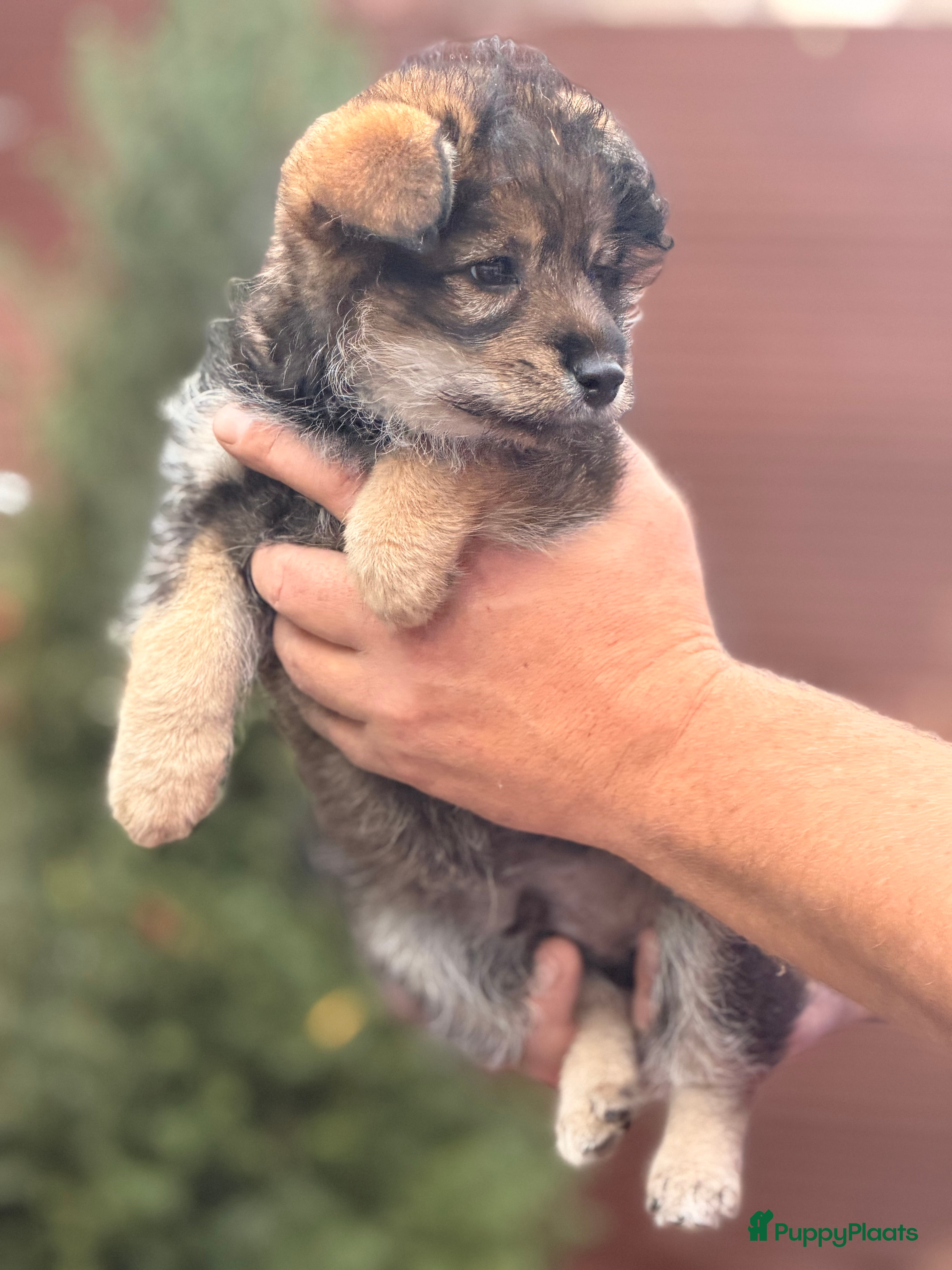 Kruising honden Pomsky reutje - Advertentie 4