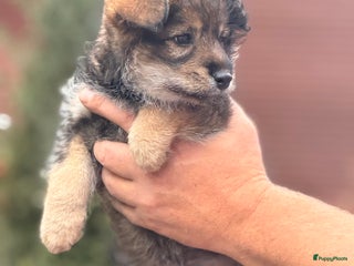 Kruising honden Pomsky shiba reutje - Advertentie 5