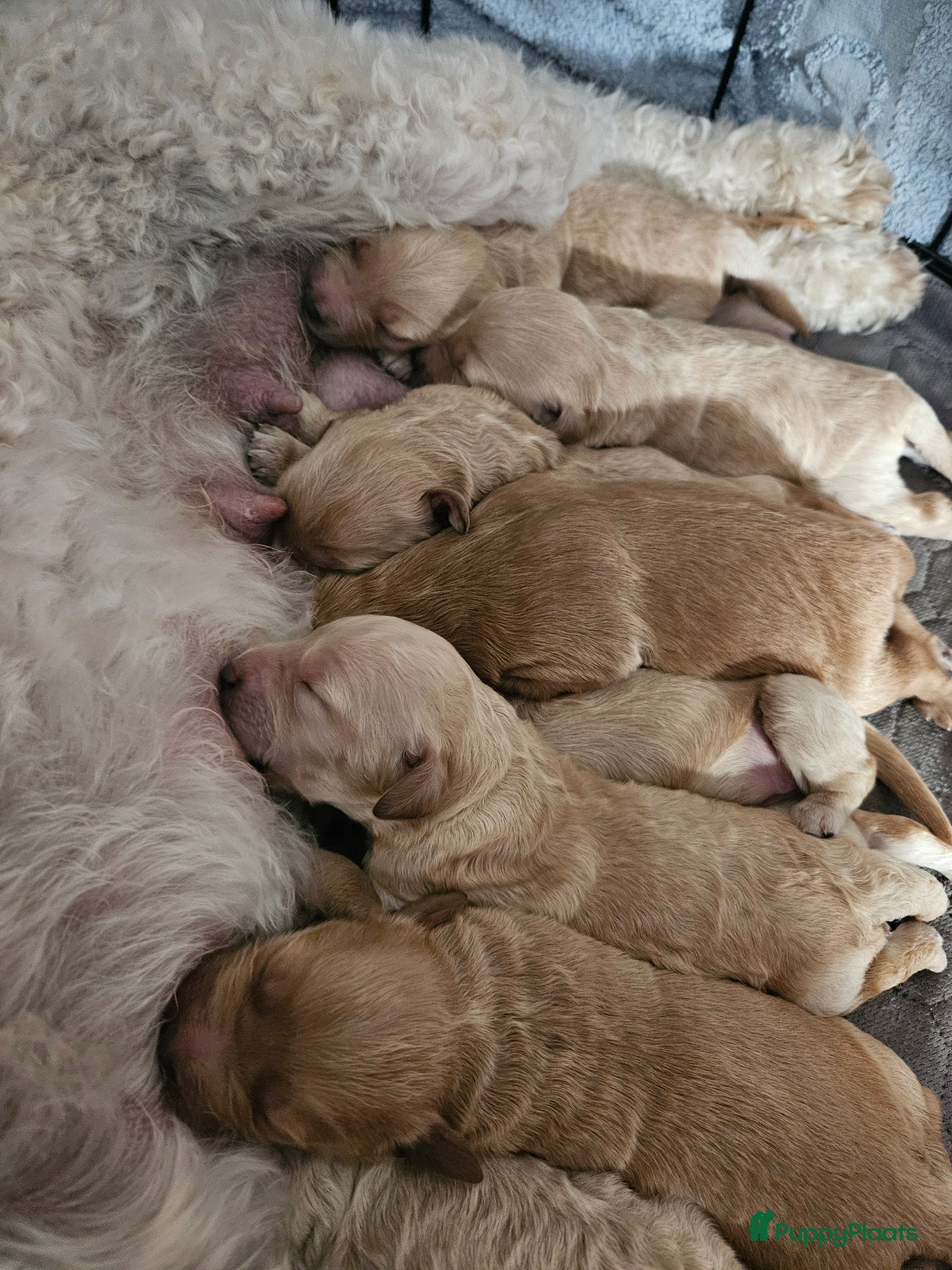 Kruising honden te koop: Prachtige mini doodle pups - Advertentie 12