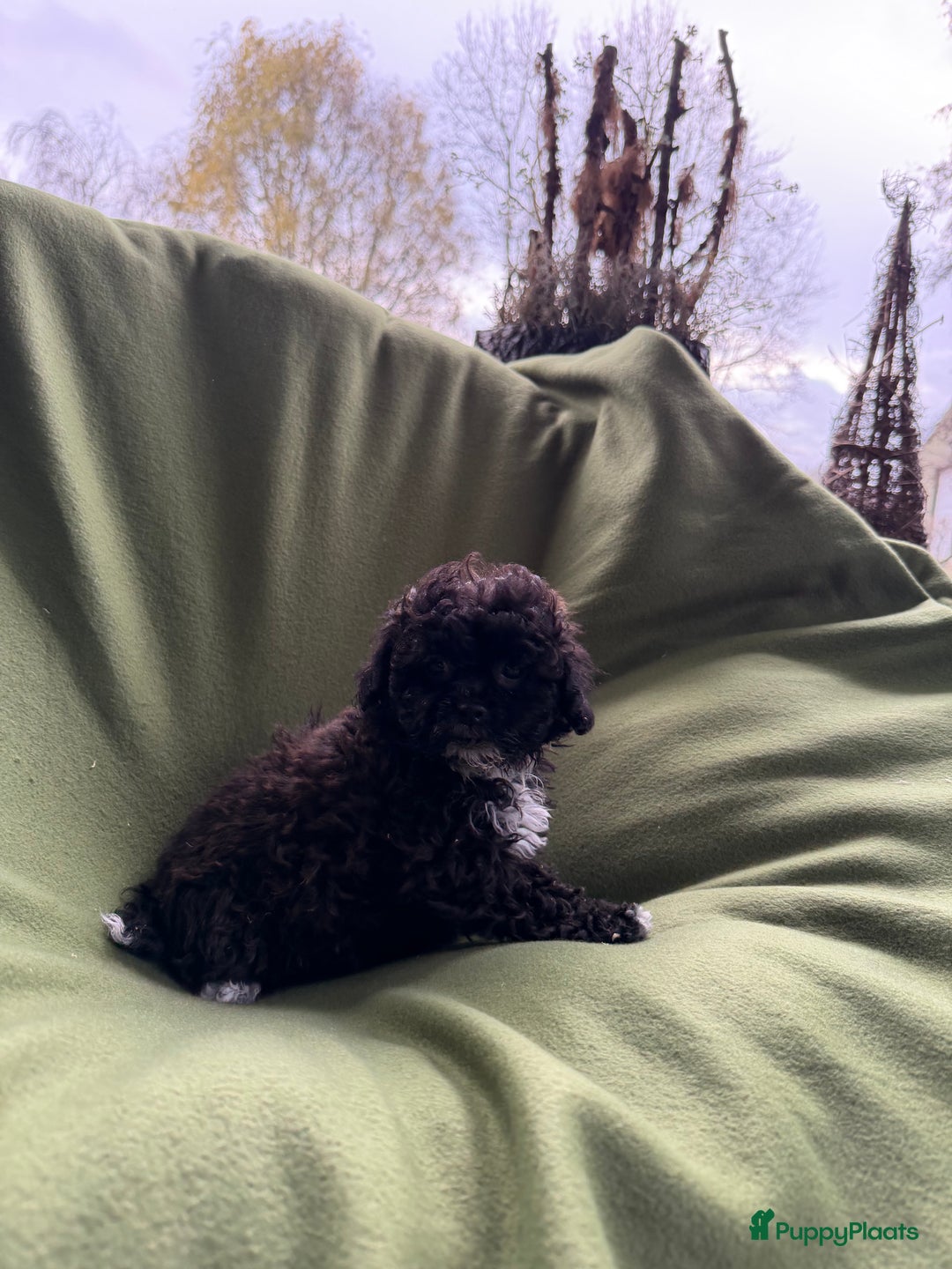 Maltipoo honden te koop: Maltipoo (Maltezer x Toy poedel) pups - Advertentie 9