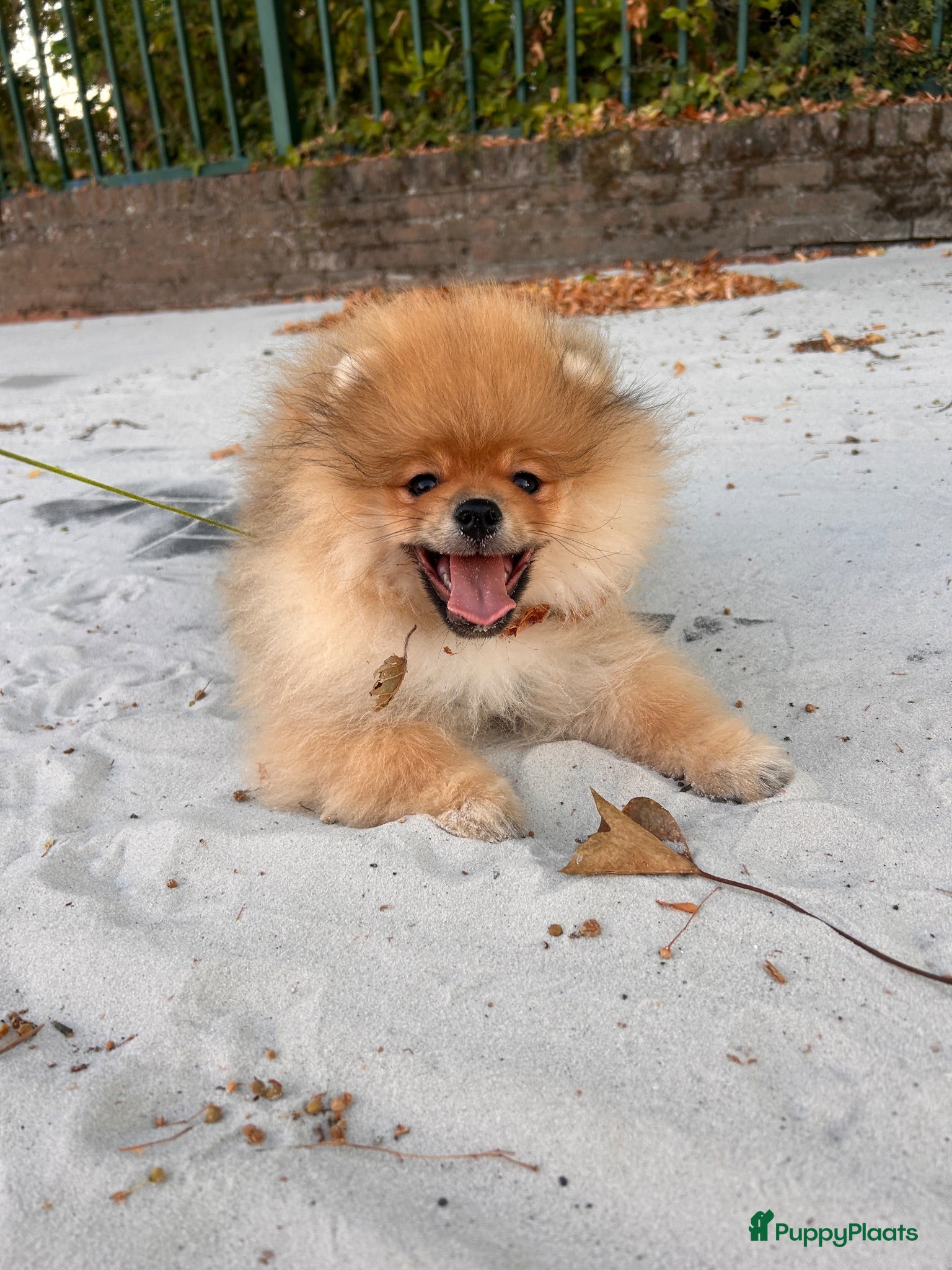 Pomeriaan honden 🌺Pomeranian 100 %🌺 - Advertentie 1