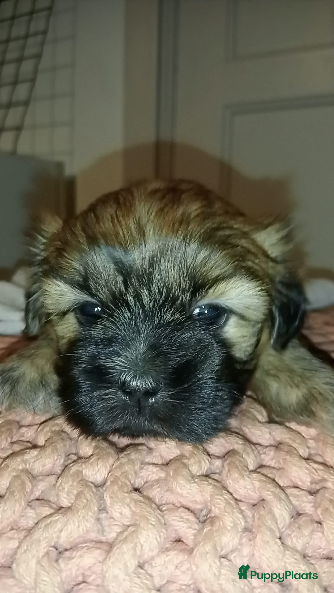 Boomer honden te koop: Super liever Boomer puppy's - Advertentie 4