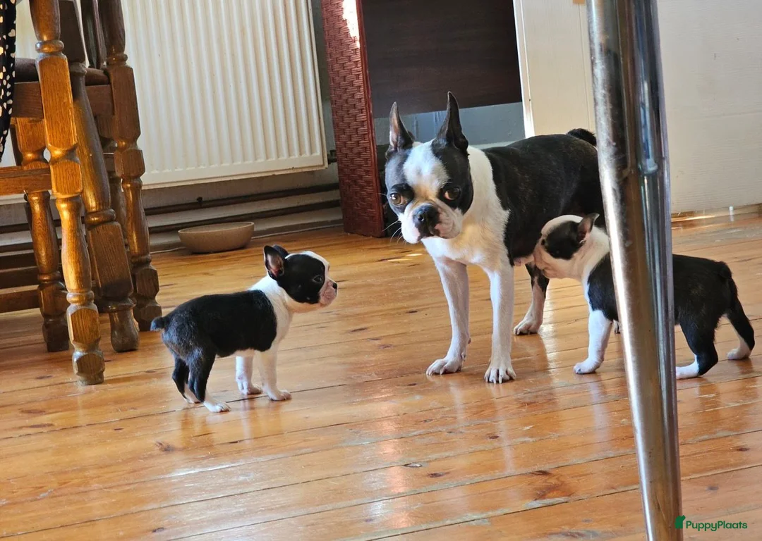 Boston Terriër honden te koop: Boston terrier pup - Advertentie 1