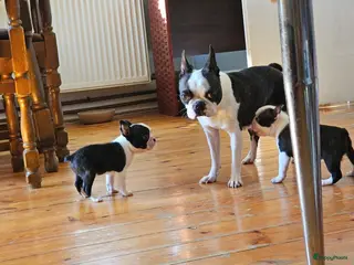 Boston Terriër honden Boston terrier pup - Advertentie 8