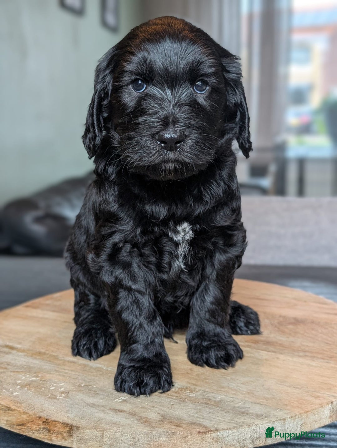 Labradoodle honden te koop: Zwarte medium labradoodles (nog 3 beschikbaar) - Advertentie 9