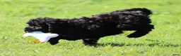 Cockapoo honden te koop: Leuke Cockapoo pups - Advertentie 9