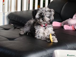 Cockapoo honden Puppy zoek een nieuw huis - Advertentie 10