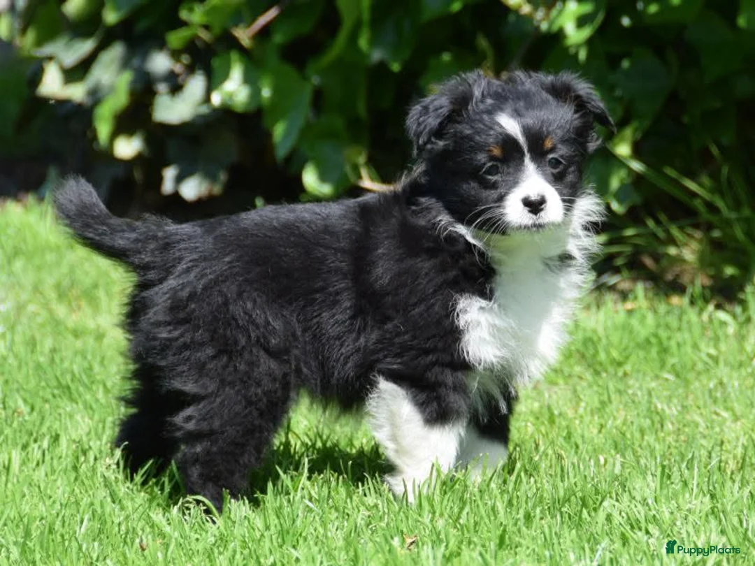 Miniature American Shepherd honden te koop: Miniature American Shepherd puppy (10 weeks)  in Diemen - Advertentie 2