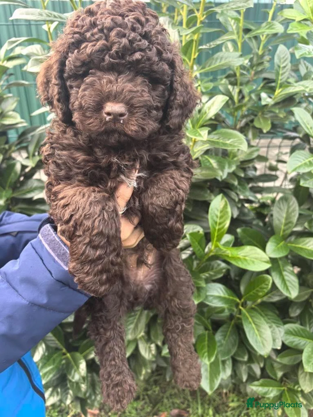 Lagotto Romagnolo honden te koop: Lagotto Romagnolo pups - Advertentie 9