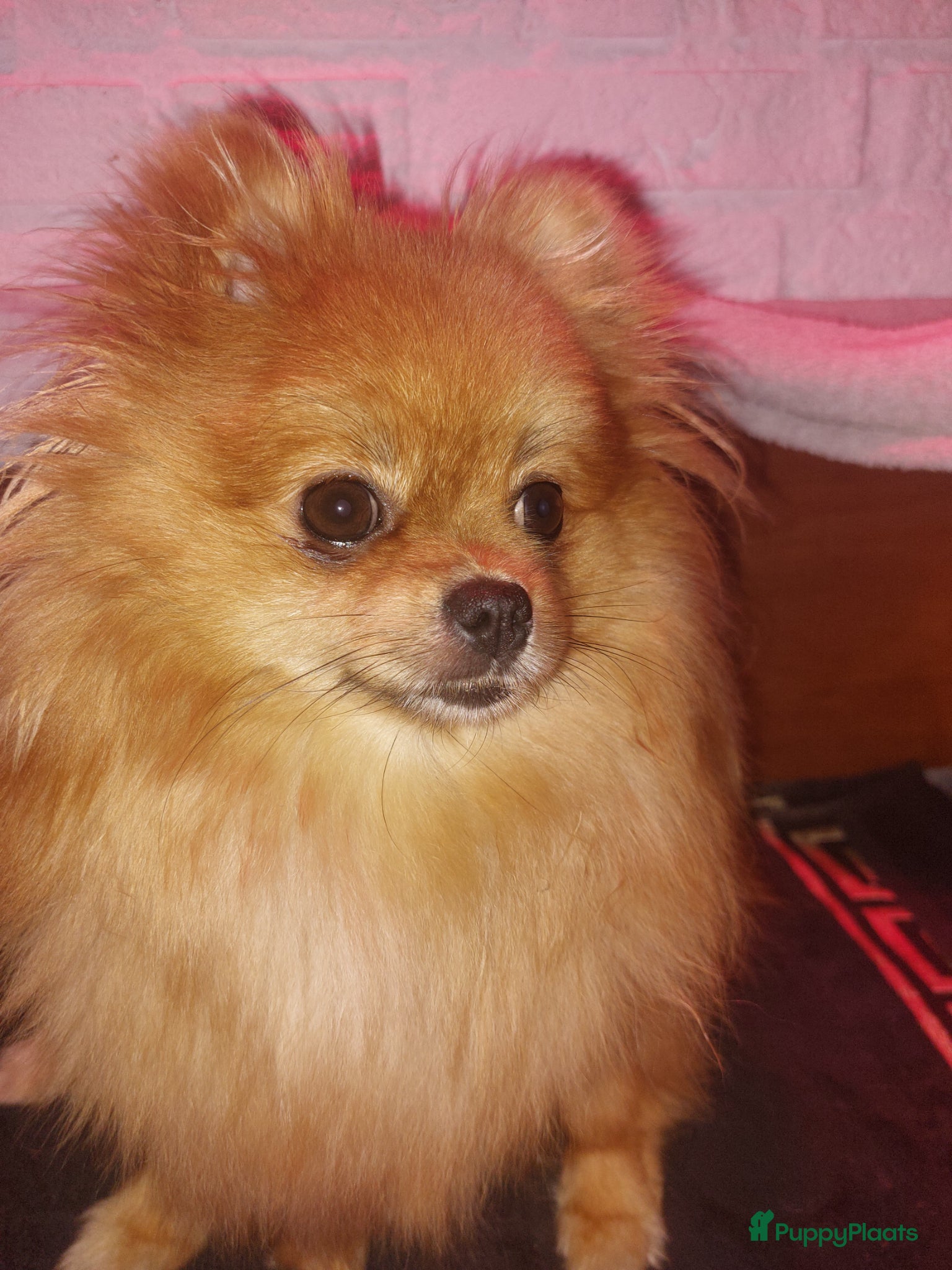 Pomeriaan honden Dwergkees pups - Advertentie 1