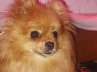 Pomeriaan honden Dwergkees pups - Advertentie 1