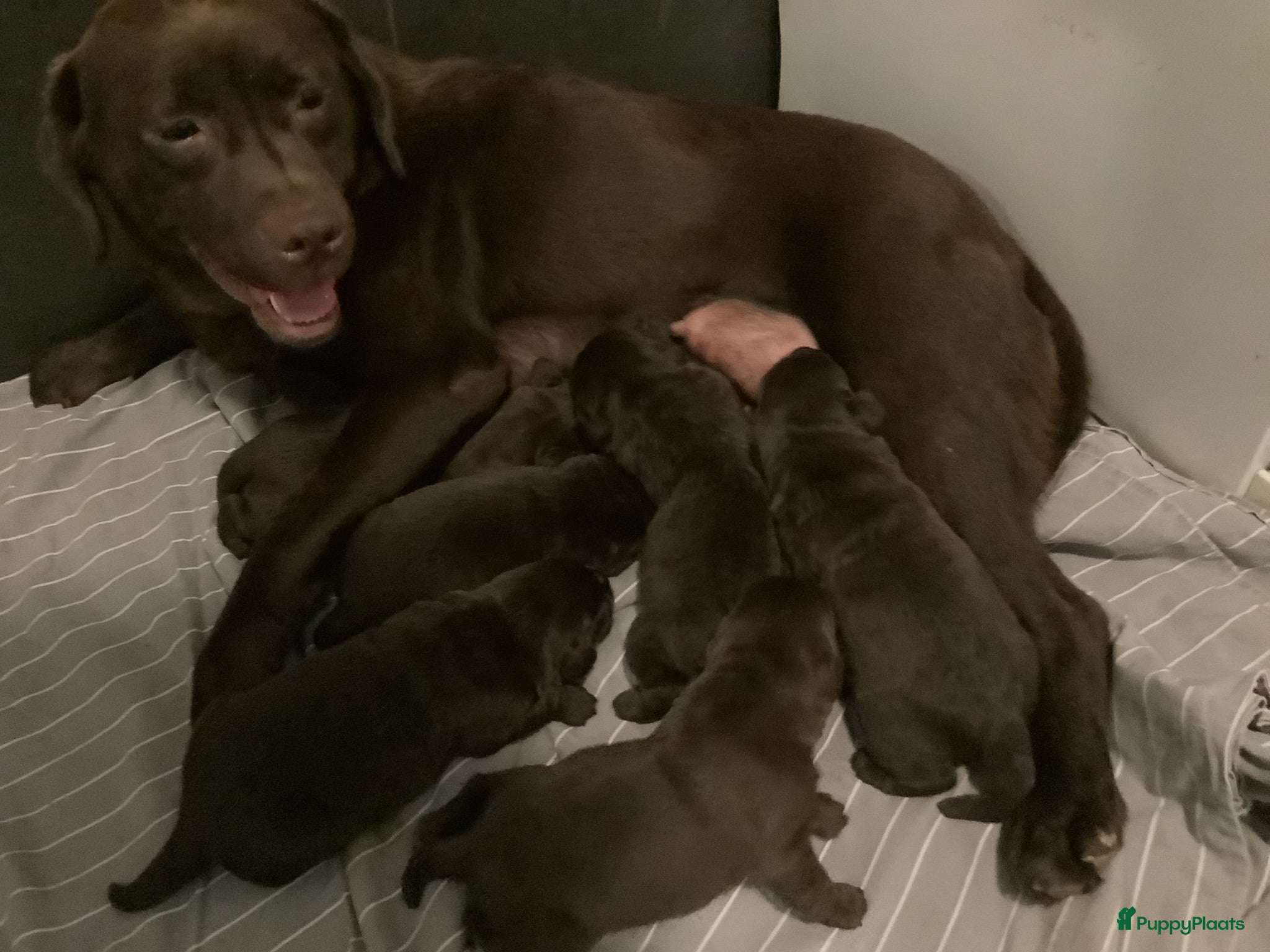Labrador Retriever honden Mooie bruine labrador pups van stamboomouders  - Advertentie 12
