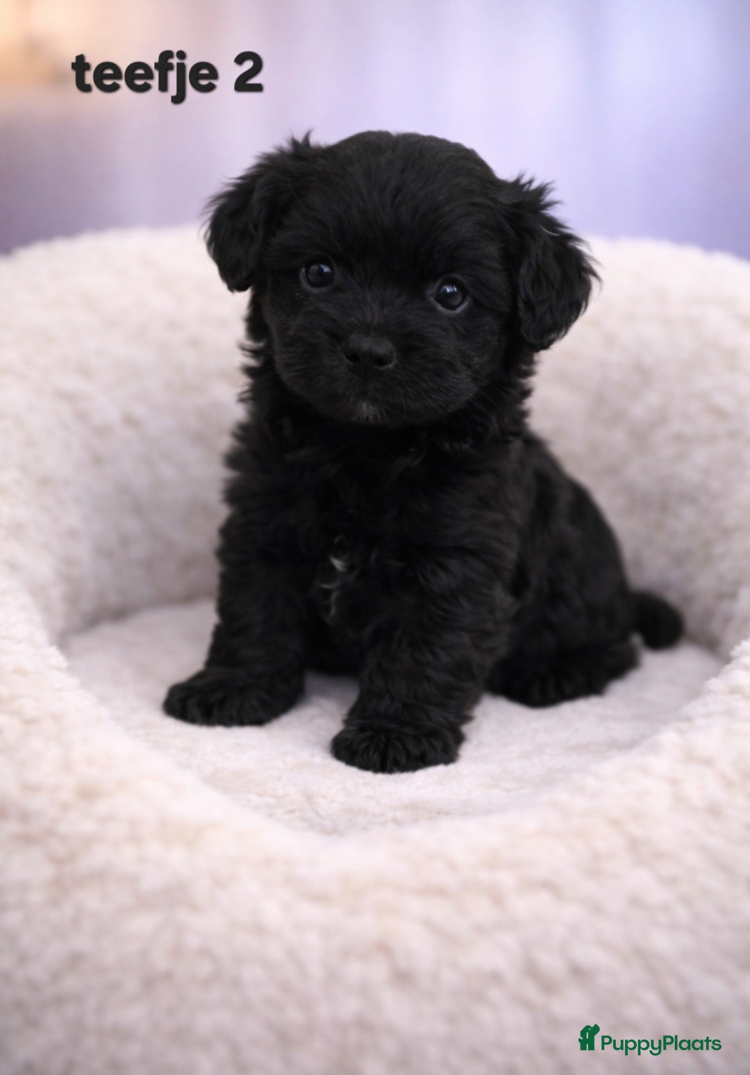 Shih Tzu honden Super mooi gezonde boomer pups. - Advertentie 2