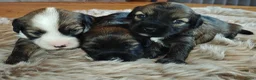 Tibetaanse Terriër honden te koop: Raszuivere Tibetaanse Terriër pups  - Advertentie 7