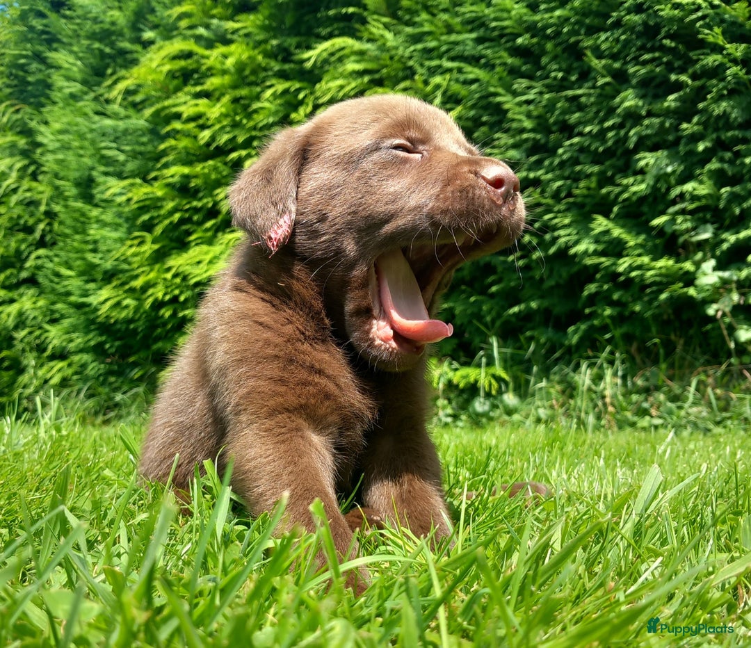 Labrador Retriever honden te koop: Chocolade labrador pups in Maastricht - Afbeelding 8