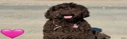 Australian Labradoodle honden te koop: Australian labradoodle pup reu - Advertentie 4