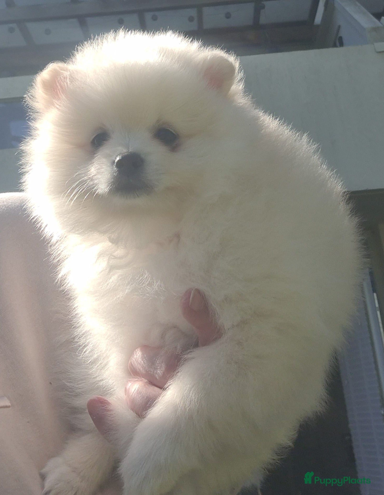 Pomeriaan honden Pomeranian, pomeriaan, dwergkees puppys te koop ,  - Advertentie 3