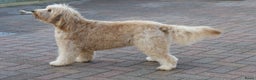 Labradoodle honden ter adoptie: labradoodle F 3 medium  - Advertentie 4