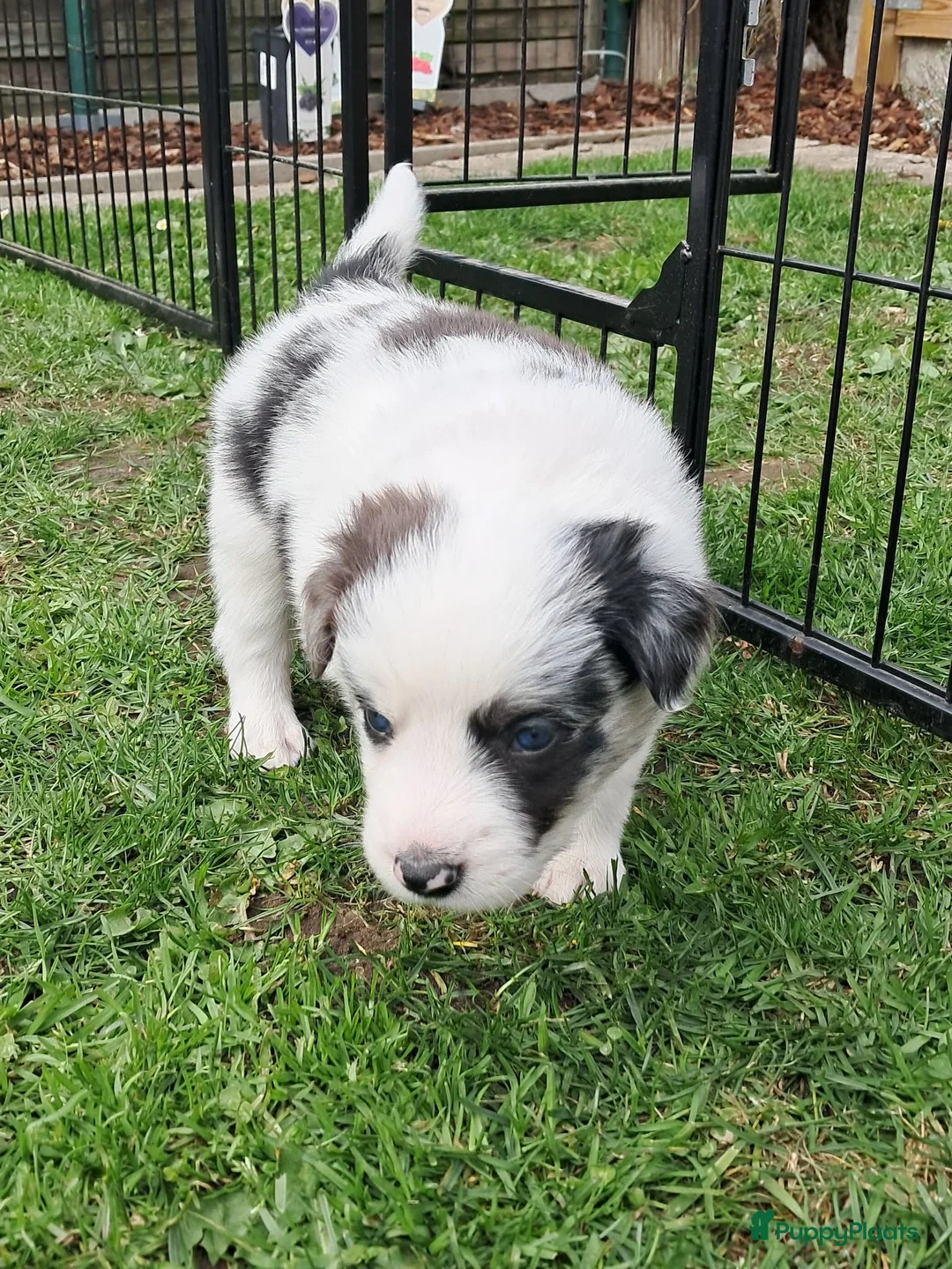 Galerij afbeelding {{count}}