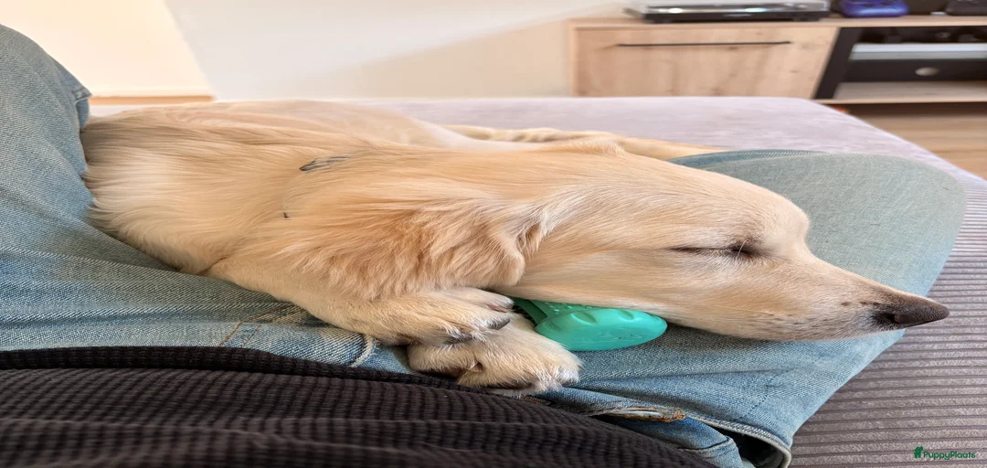 Galerij afbeelding {{count}}