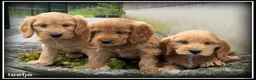 Cockapoo honden te koop: Cockapoo pups - Advertentie 10