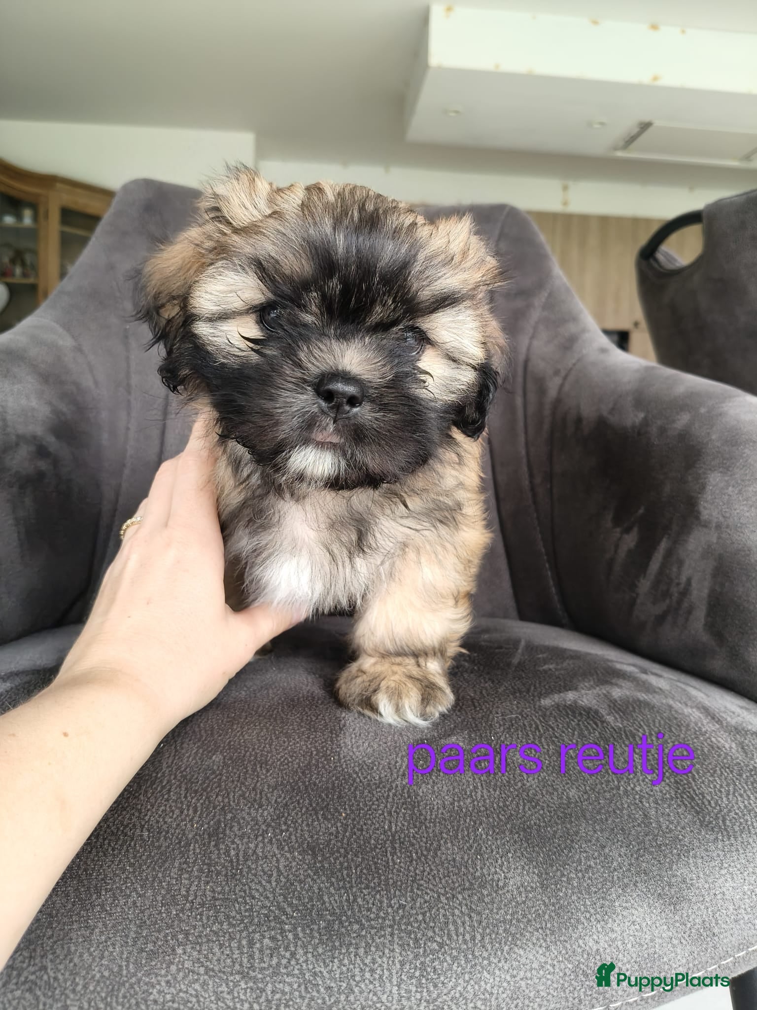 Shih Tzu honden Mooie Shih Tzu pups - Advertentie 3