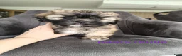 Shih Tzu honden te koop: Mooie Shih Tzu pups - Advertentie 1