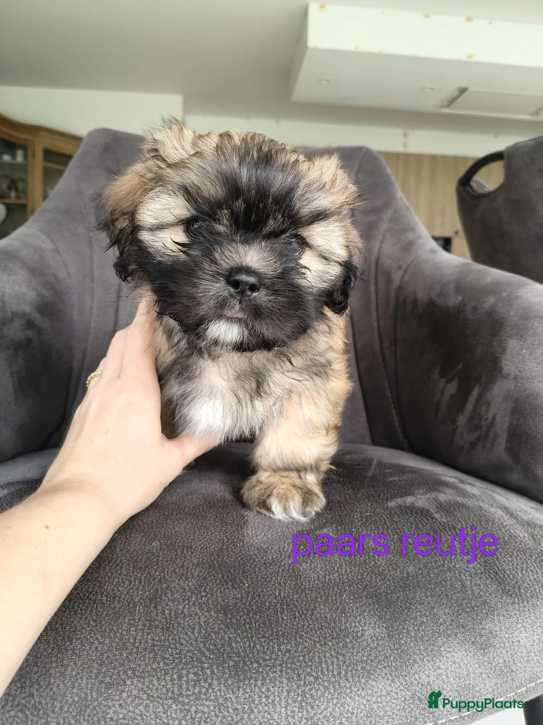 Shih Tzu honden te koop: Mooie Shih Tzu pups - Advertentie 1