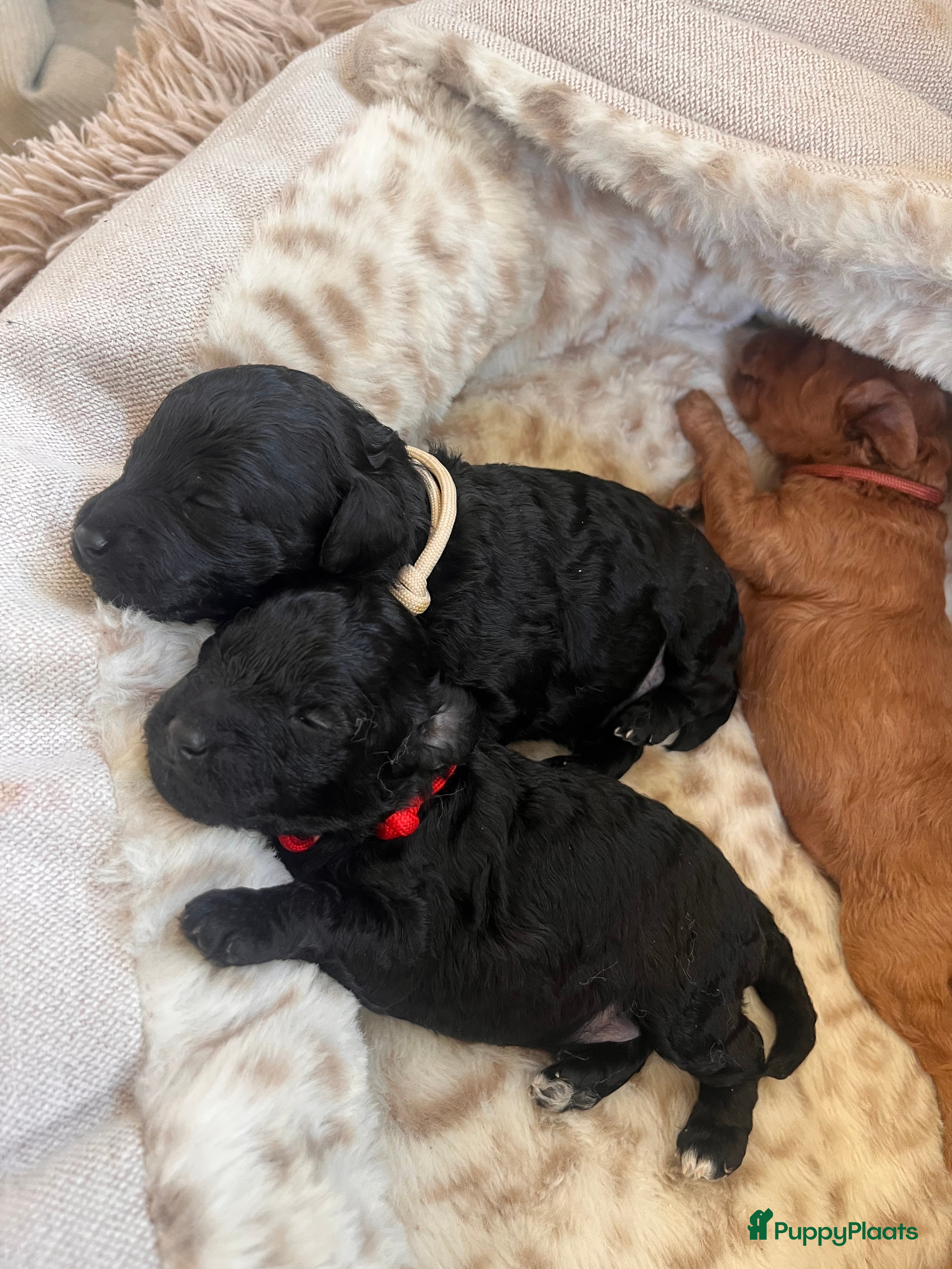 Poedel Toy honden Toypoedels geboren! - Advertentie 1